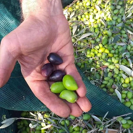 Hellas Palace Loft Sparta