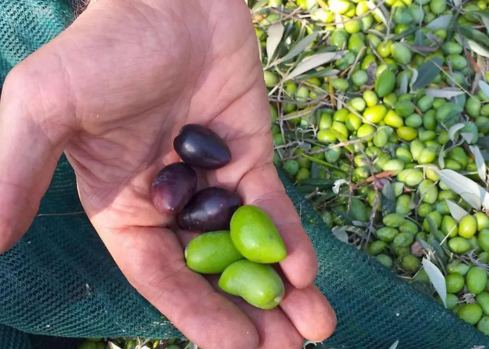 Hellas Palace Loft Sparta